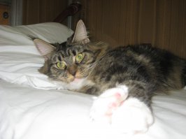 наш сосед по купе. со слов хозяйки - этому львёнку-конетку пол года