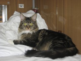 наш сосед по купе. со слов хозяйки - этому львёнку-конетку пол года