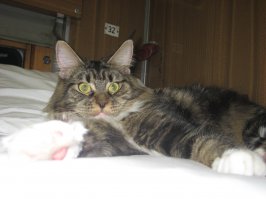 наш сосед по купе. со слов хозяйки - этому львёнку-конетку пол года