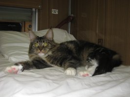 наш сосед по купе. со слов хозяйки - этому львёнку-конетку пол года