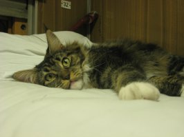 наш сосед по купе. со слов хозяйки - этому львёнку-конетку пол года