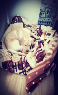 20 смешных собак, которые совершенно не умеют играть в прятки