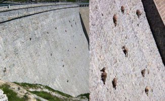 На деревьях эт чё! А вот как тут оказались!?