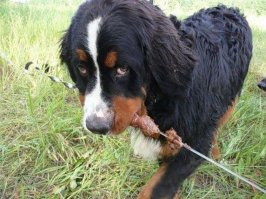 Веселые картинки - продолжение