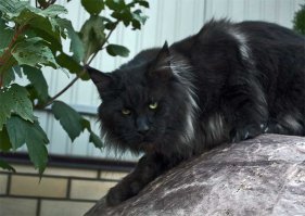 Вот такими красавцами затем становятся.