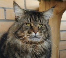 Вот такими красавцами затем становятся.