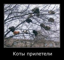 Марокко. Агадир - Эс-Сувейра. Козы на деревьях