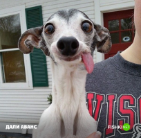 Собаки тоже подлецы: 17 жутко самодовольных морд