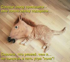 Хозяин решил покормить кошек в маске кошки