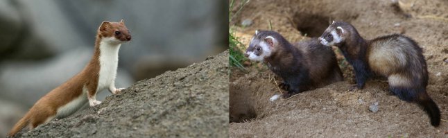 Вы заблуждаетесь. Белое пятно на морде норки - это совсем не обязательный признак, и уши у них тоже небольшие, могут немного варьироваться по размеру. Так что на видео именно норка. Ни на горностая ни на хорька она абсолютно не похожа, спутать невозможно. Посмотрите первое фото - норка, и ушки маленькие, и белого пятна нет. Всё зависит от подвида и ареала обитания.
И посмотрите на второе фото - слева типичный летний окрас горностая - обязательная белая манишка и чёрный кончик хвоста. Справа дикий хорёк - почти чёрный низ, бурый верх, и белые полукружия на морде. Как вообще можно спутать с норкой?
