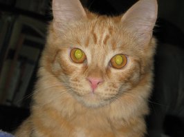 Дайте моей девочке на пару деньков - уестествиться?
У нее папаня вот такой же был, только черный. А мама- рыжая тупырла дворовая)))