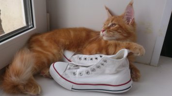 У меня был кот, который все 10 лет жизни, начиная со своих 1,5 месяцев спал на моей подушке. Мама мне даже купила подушки побольше, потому что я каждое утро просыпалась где-то рядом с ними. Нынешний мейн-куненок (на данный момент 7 месяцев) в течении ночи перемещается по всей кпрватиё особенно активно утром. Подремать после будильника более не представляется возможным, ибо будильник выключить можно, а вот кота после него - нет. Ходит по нам (а он ужас какой тяжелый) и орет выдавая такииие децибелы. В выходные по мере нашего неспешного пробуждения кровать превращается в игровую площадку котенка. На нее тащится все что он может тащить, от корма до тапок. 
А еще иногда ночью он пытается выгнать собаку из ее домика. В ответ на такую наглость совершенно не агрессивная такса в последнее время огрызается как волк. (На фото ему 5 месяцев)