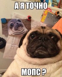 Как говорит моя дочь, тюлень это мопс- русалка