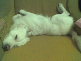 10 кошачьих поз сна, которыми коты терроризируют своих владельцев