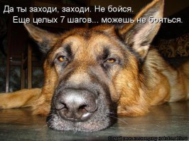 Собаки тоже подлецы: 17 жутко самодовольных морд
