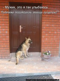 Собаки тоже подлецы: 17 жутко самодовольных морд