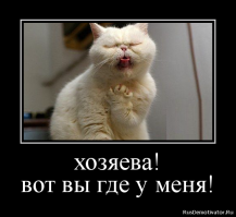 10 кошачьих поз сна, которыми коты терроризируют своих владельцев