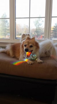 Ну и что тут такого? Просто собака,блюющая радугой...Подумаешь;)