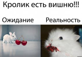 Как это работает: сколько приносит кроличья ферма