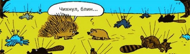 Борода из иголок: крайне неудачная встреча собак с дикобразом