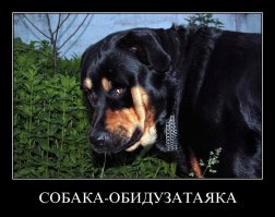 Совершенно ни в чем не виноватая собака сделает ваше утро