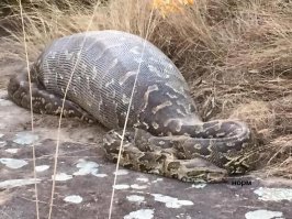 Борода из иголок: крайне неудачная встреча собак с дикобразом
