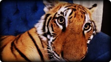 "...мощности кота с лампой здесь явно не хватит, поэтому сегодня я за него..."