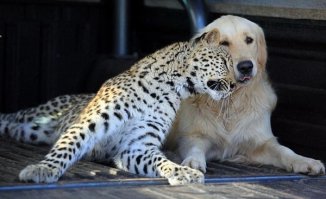 Смешная дружба животных