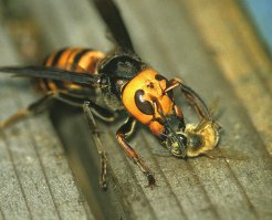 Пчёлку кусил, сууууукаааа =((((