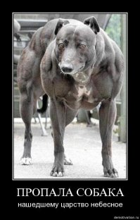 15 собак, которые даже не подозревают о своих размерах