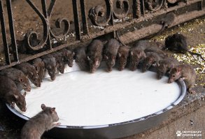 ПЕРМЬ !!! Срочно нужна передержка для крысят. крысята самостоятельные, любят смотреть в окна и пить молочко. находятся по адресу: ул.Фонтанная д.10 ( в подвале)!!! HELP !!! если не найдем передержку до утра пятницы придут живодеры из ДЭЗа и всех усыпят, а это наши подопечные, ведем их с двух недельного возраста!!! пожалуйста репост!!!