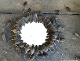 ПЕРМЬ !!! Срочно нужна передержка для крысят. крысята самостоятельные, любят смотреть в окна и пить молочко. находятся по адресу: ул.Фонтанная д.10 ( в подвале)!!! HELP !!! если не найдем передержку до утра пятницы придут живодеры из ДЭЗа и всех усыпят, а это наши подопечные, ведем их с двух недельного возраста!!! пожалуйста репост!!!