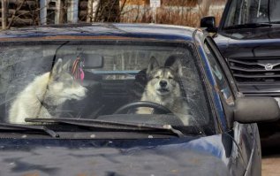 Очередная подборка автоприколов