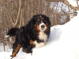 Мой собакин. Бернский зенненхунд, если кто не знает. 75 кг.