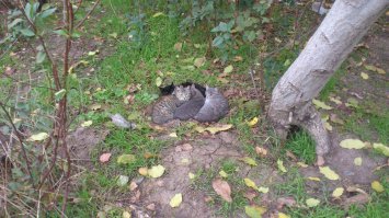 Атака клонов! В Краснодаре рядом с их местом обитания такой же забор.