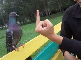 Фотоистория о тяжелой жизни голубя