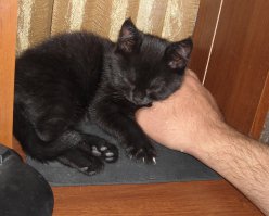 Кошка сисадмина :)