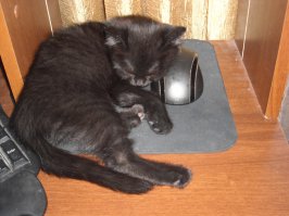 Кошка сисадмина :)