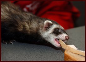 Животные, которые всегда голодны! 