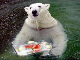 Животные, которые всегда голодны! 