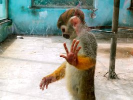 Смешные фотографии животных 