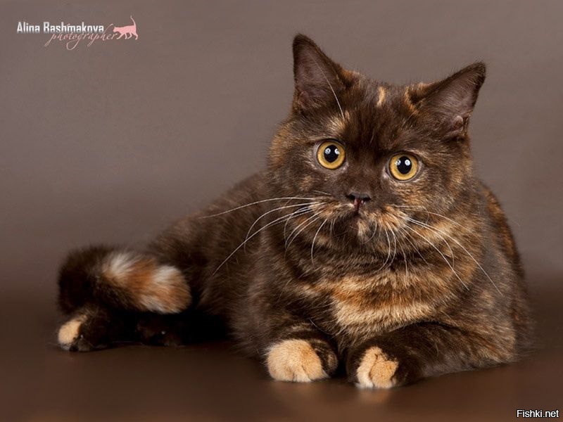 это - вот так