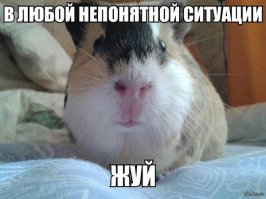 Животные, которые всегда голодны! 