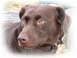 моя собакина.