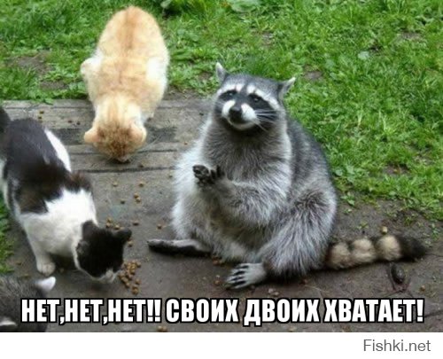 Хорьки усыновили котенка, теперь он думает, что он хорек