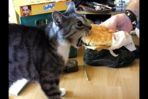 Животные, которые всегда голодны! 