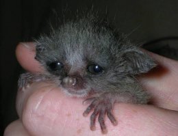 Смешные фотографии животных 