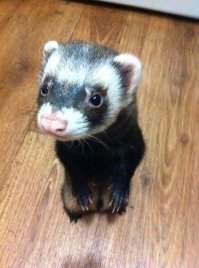 Фуня (Сутулый)