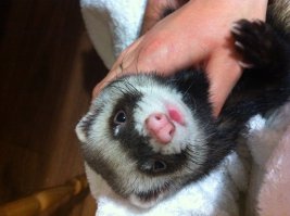 Фуня (Сутулый)