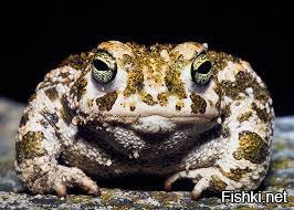 Она в стиме на предзаказе уже - полтора килорубля с аддон-паком.